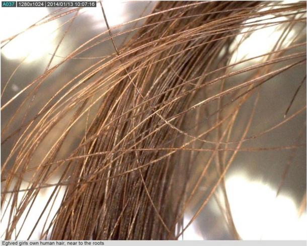 The exceptionally-preserved hair of the Egtved Girl. Her burial dates to 1370 B.C.