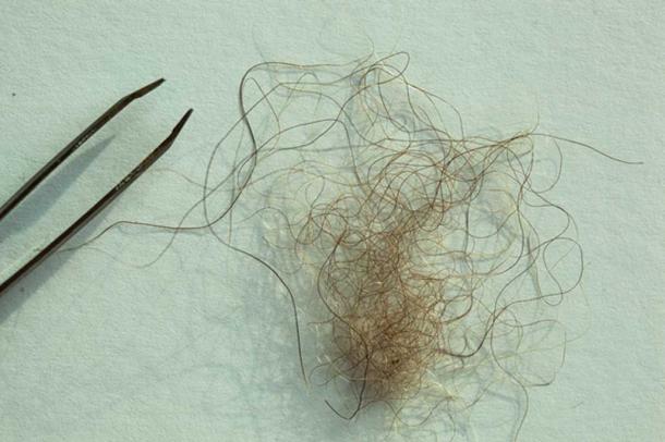A hair sample from a purported Yeti in Nepal. The hair was said to have come from a Yeti that a Jesuit priest spotted in the mountains in the region in the 1950s, according to producers for Icon Films'