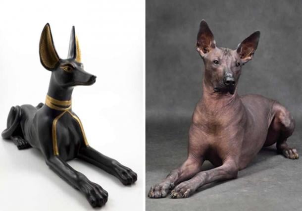 On the left, a statue of Anubis (eyeofprovidence / Adobe Stock) and on the right a hairless Xolo dog (eAlisa / Adobe Stock).