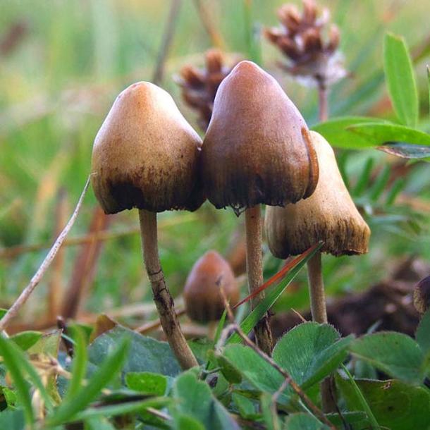 Fruit bodies of the hallucinogenic mushroom Psilocybe semilanceata.