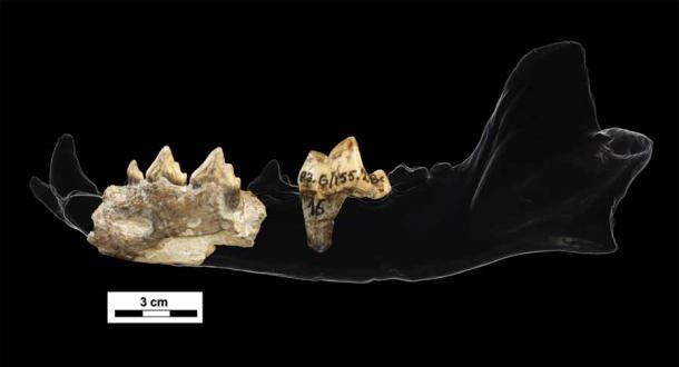 Escaneos 3D de los fragmentos de hemimandíbula del perro de caza euroasiático descubiertos en Dmanisi. (S. Bartolini-Lucenti / Naturaleza)