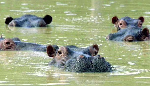 A herd of hippos in Colombia swimming in a muddy lake at the abandoned country home of former drug kingpin Pablo Escobar in Puerto Triunfo.