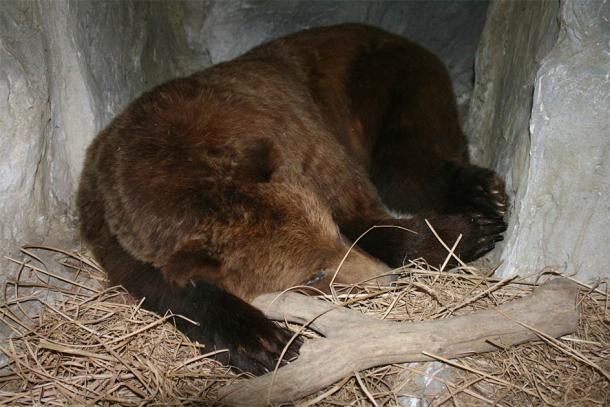 We know that bears hibernate but now scientists suspect that Neanderthals also hibernated and that’s amazing! (Raymond / Adobe Stock)
