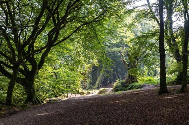 The Iron Age hillfort property is home to stunning woodlands. (savills)