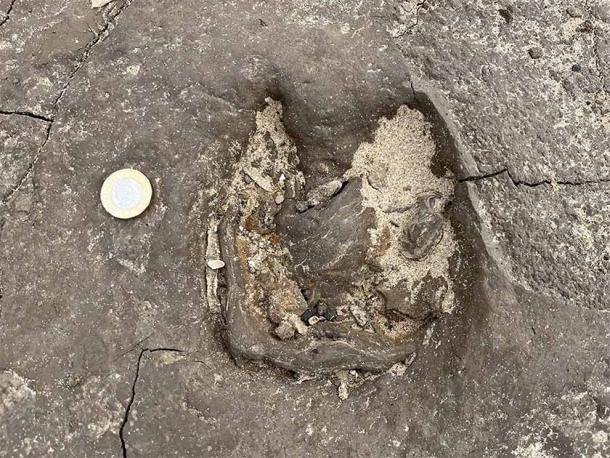 This red deer hoofprint discovered in the ancient mud on Formby Beach was dated to about 8,500 years old and was just one of the many Merseyside footprints found by archaeologists. (Jamie Woodward / University of Manchester)