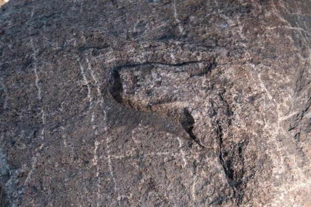 The herd's hooves uncovered four ancient petroglyphs. (Wanuskewin Heritage Park)