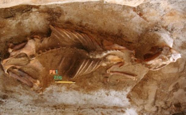 A horse’s skeleton.