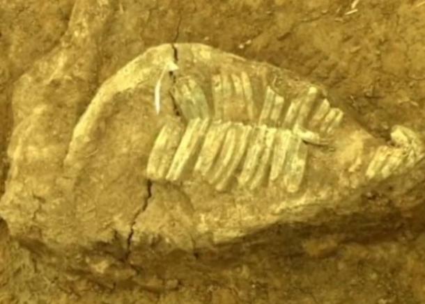 One of the horse skeletons found in the giant pit containing the remains of 98 horses.
