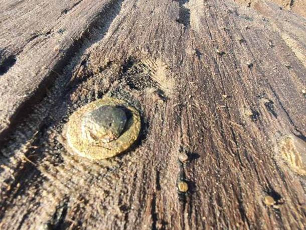 A closeup of the ship’s oak hull and the copper nails that once served to attach copper plates to the hull. (Rigas Brivosta)