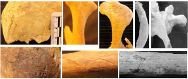 Examples of human cutmarks on the ancient Nepalese remains: (top L-R) frontal; mandible; scapula; rib; thoracic; (bottom L‐R) ilium; humerus; femur.