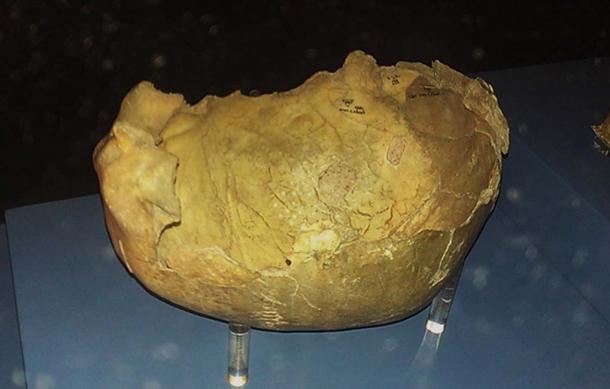 Un cráneo humano paleolítico de la cueva de Gough 
