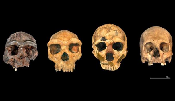 Se representan cuatro especies humanas (H. erectus, H. heidelbergensis, H. neanderthalensis, H. sapiens). (© Los Fideicomisarios del Museo de Historia Natural, Londres)