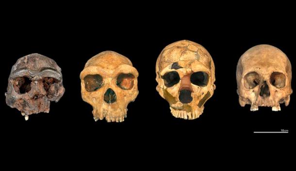 Four human species are represented here (H. erectus, H. heidelbergensis, H. neanderthalensis, H. sapiens). (© The Trustees of the Natural History Museum, London)