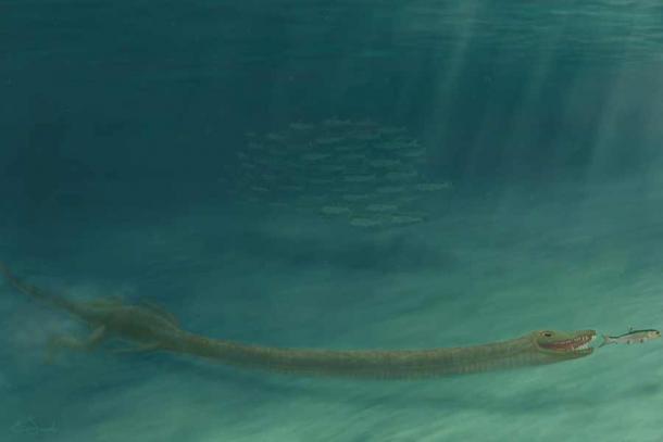 A Tanystropheus hydroides underwater and ready to catch anything that came by.                 (Emma Finley-Jacob / University of Zurich)