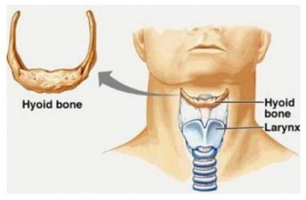 Image depicting the location of the hyoid bone and larynx in a modern human.
