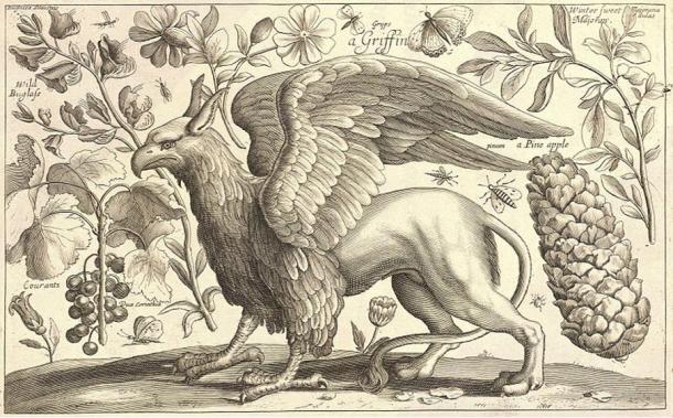 17th century illustration of a griffin, which combines parts from several different animals