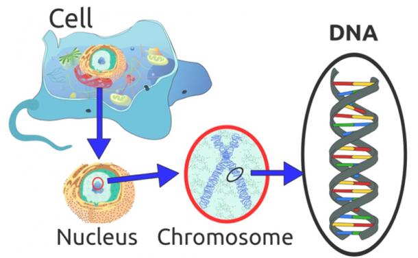 Organization of DNA in a eukaryotic cell. (PJeganathan / Public Domain)