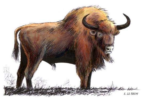 Illustration of the now extinct auroch ( public domain )