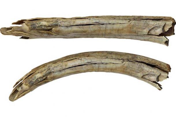 The ancient mammoth tusk was found in Siberia in the 1980s. It had been left in storage at Tomsk State University until the researchers began their investigation. Source: Yury Esin/F. Monna
