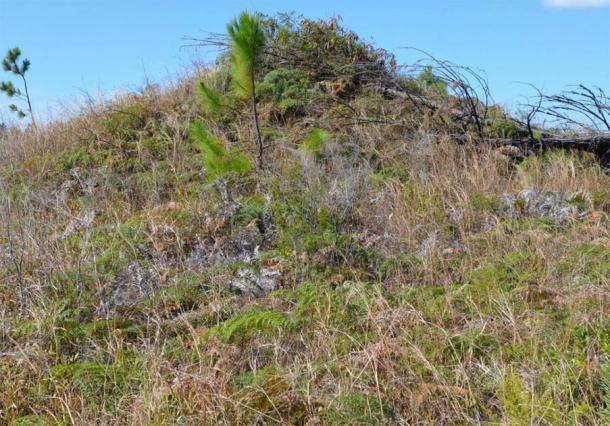 View of vegetation-covered tumulus on the Isle of Pines. (Author provided)