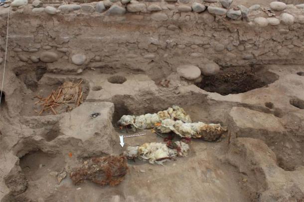 Mummified sacrificial llamas found at Tambo Viejo, Peru. (L.M. Valdez /Antiquity Publications Ltd)