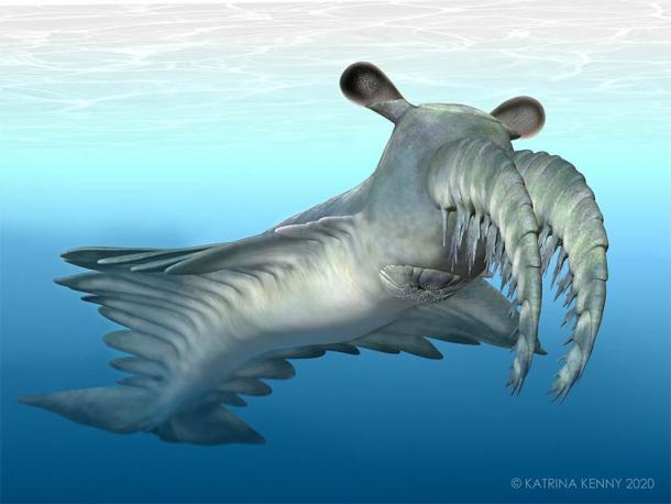 The radiodont Anomalocaris, with its large, pediculated eyes, is believed to be a leading marine predator that swam in the oceans more than 500 million years ago.  (Katrina Kenny / University of New England)