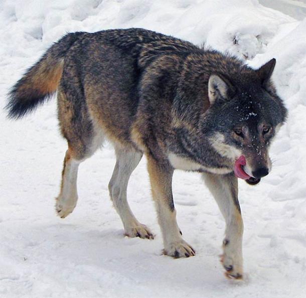 A wild wolf on the move looking for food and probably wondering about those hunter-gatherers all around him. (Wolf_Kolmården.jpg: Daniel Mott from Stockholm, Swedenderivative work: Mariomassone / CC BY-SA 2.0)