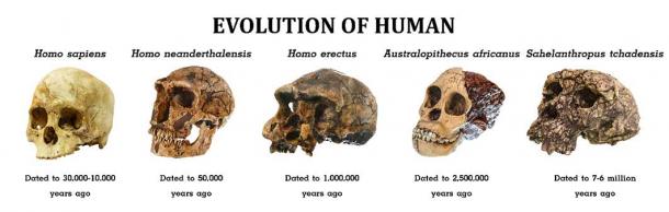 Evolution of Mankind (stockdevil / Adobe Stock)