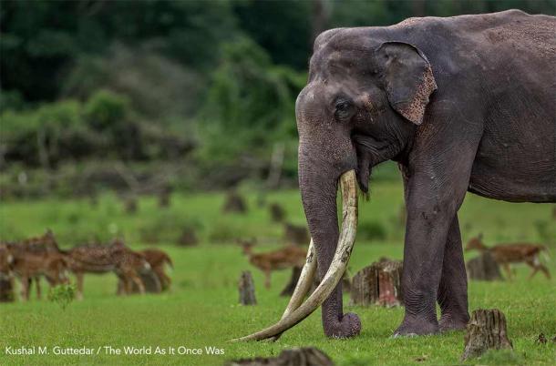 A plough-the-earth bull Asian elephant known as Bogeshwar in the wilds of Kabini, India. (Kushal M Guttedar / ©The World As It Once Was)