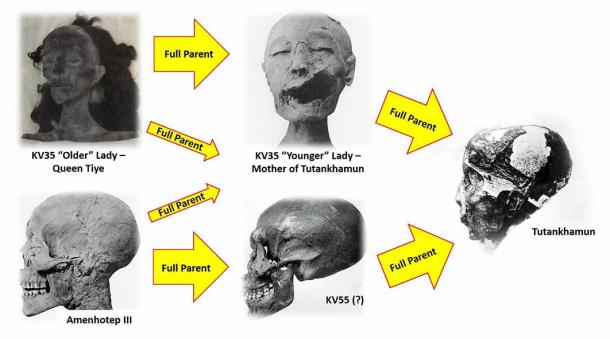 Reconstructed family tree of Tutankhmaun, based on the conclusions reached by Zahi Hawass et al in 2010 (Image: Courtesy Jonathon Perrin)