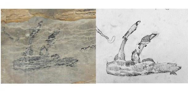 Multiple experts agree that the only creature the cave drawing could represent is the now extinct giant sloth, said to have existed only in Madagascar. (© Burney et al. 2020 / tandfonline)