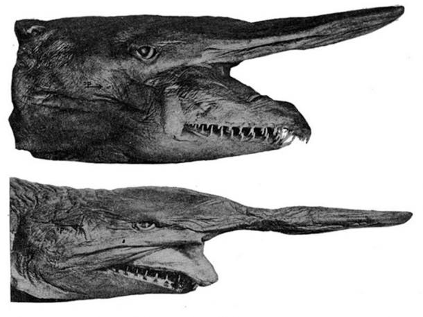 Mitsukurina owstoni. A new goblin shark, Scapanorhynchus jordani, from Japan. (Public Domain)
