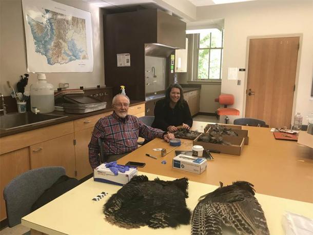 Bill Lipe y Shannon Tushingham recolectan plumas de una piel de pavo salvaje en el laboratorio de Tushingham en la Universidad Estatal de Washington. (UEM)
