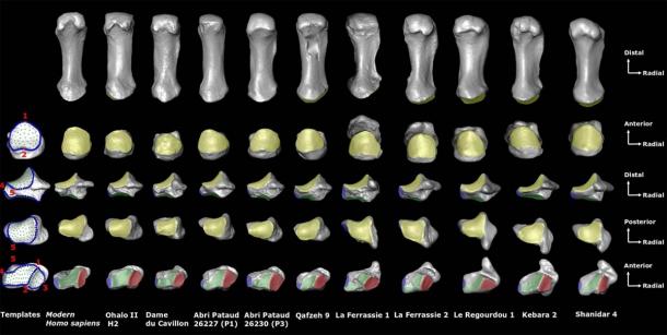 Para llegar a sus conclusiones sobre los pulgares neandertales, el equipo realizó un análisis comparativo del Mc1 y el trapecio en humanos modernos, humanos primitivos y neandertales. (Ameline Bardo et. Al. / Informes científicos)