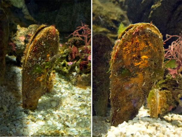 P. nobilis. Courtesy of Massimo Piacentino.