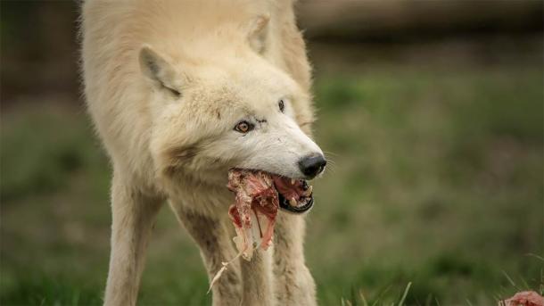 Scavenging wolves would have found the leftovers hunter-gatherers threw away and thus learned to follow humans. (Patrick J. / Adobe Stock)