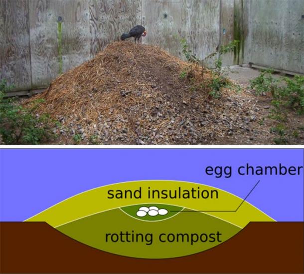 Top: Australian brushturkey on its mound. (D. Cowell/CC BY 3.0) Bottom: Cross-section of a typical megapode mound. (Peter Halasz/CC BY SA 2.5)