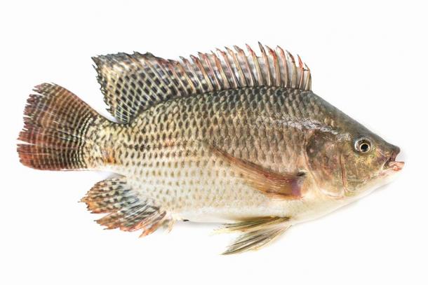 Tilapia Stew Egyptian Recipe Found In 6000 year old Stomach Ancient 