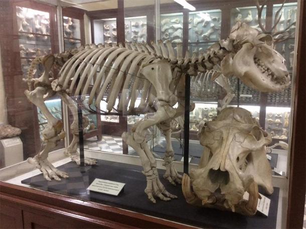 Skeleton of a Maltese hippopotamus found in Ghar Dalam. (Continentaleurope / CC BY-SA 3.0)