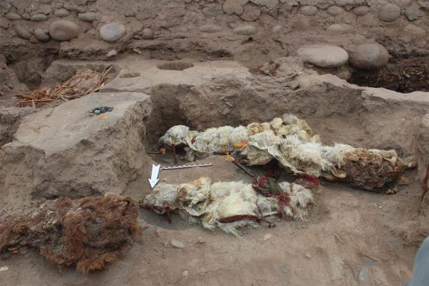 The mummified llama sacrifices found at Tambo Viejo, Peru. Source: L.M. Valdez/Antiquity Publications Ltd