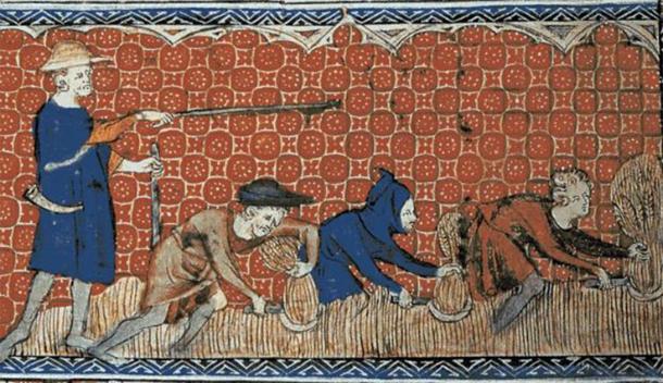 Medieval illustration from 1310 of men harvesting wheat with reaping-hooks. (Public Domain) Life was especially hard for medieval serfs.