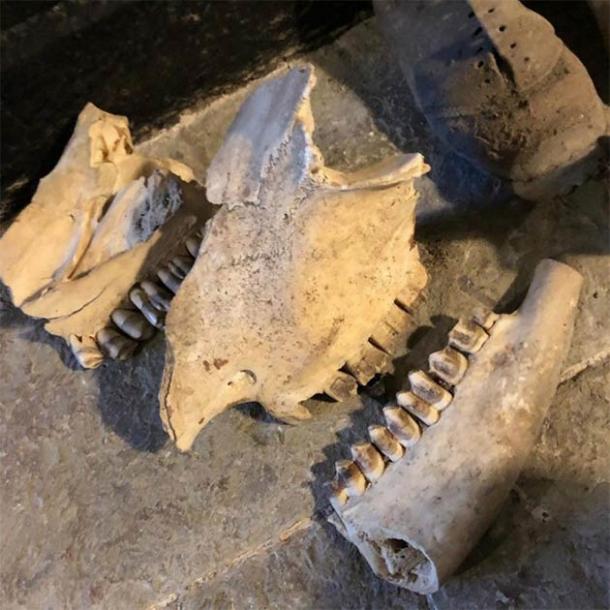 The skull of a horse was also part of the Welsh witchcraft den finds. (Kerrie Jackson / Denbighshire County Council)