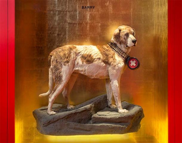 Barry fue un famoso perro de rescate de San Bernardo en la década de 1800. Esta exhibición está incluida en el Museo de Historia Natural de Berna. (PraktikantinNMBE / CC BY-SA 4.0)