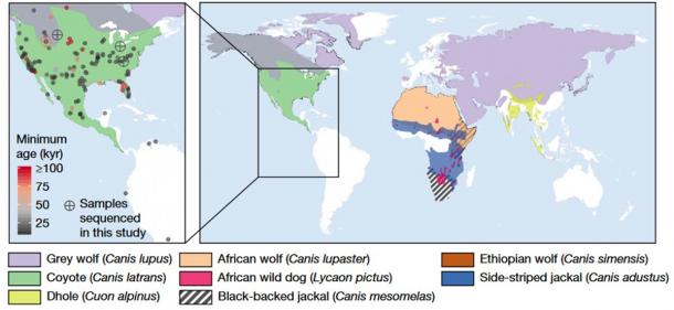 Izquierda: Mapa que muestra la distribución de sitios en las Américas donde se han identificado restos de lobos huargos. Los círculos de colores representan las ubicaciones y las edades aproximadas de los restos, y los círculos cruzados representan las cinco muestras que proporcionaron suficiente ADN para reconstruir tanto los genomas mitocondriales como las secuencias del genoma nuclear de baja cobertura. Derecha: Mapa del rango geográfico de las especies de cánidos estudiadas en este estudio. (Perri, AR et al./Naturaleza)