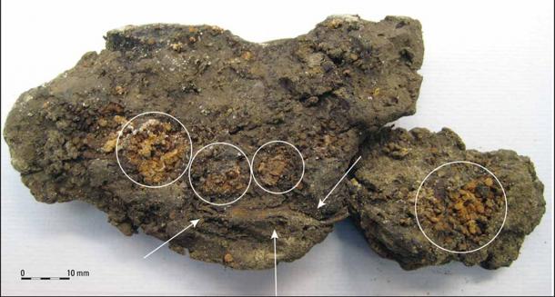 Post-excavation of the hollowed-out animal bone found filled with henbane seeds. (Kooistra / Antiquity)