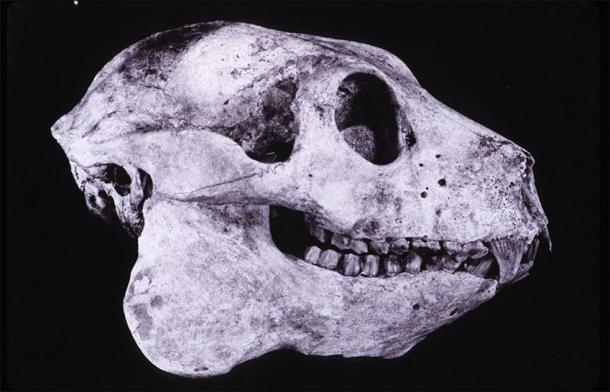 Skull of the extinct giant sloth lemur, Babakotia radofilai. (CC BY-SA 3.0)
