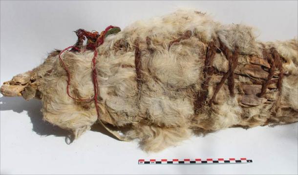 A mummified white llama sacrifice. (L.M. Valdez /Antiquity Publications Ltd)