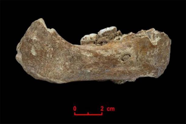 The Xiahe mandible, only represented by its right half, was found in 1980 in Baishiya Karst Cave. ( Dongju Zhang, Lanzhou University )