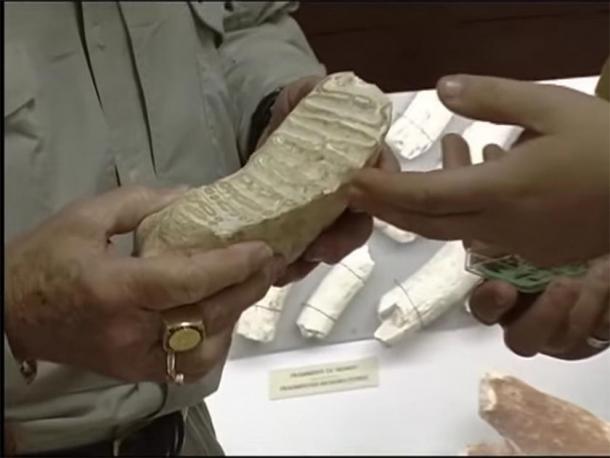 A molar from a pigmy elephant. (Provided by author)