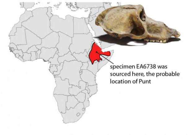 Mapa de África y cráneo de un babuino momificado recuperado de la antigua Tebas (ahora Luxor) y ahora en el Museo Británico. El análisis de isótopos indica una importación de algún lugar de la región sombreada en rojo, una ubicación probable para la legendaria tierra de Punt. (Jonathan Chipman y Nathaniel J. Dominy)